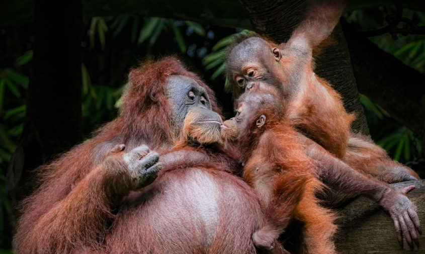 À Sumatra, près de 200 orangs-outans réintroduits avec succès