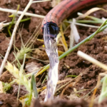 Une innovation française transforme les eaux usées des touristes en ressource agricole
