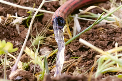 Une innovation française transforme les eaux usées des touristes en ressource agricole
