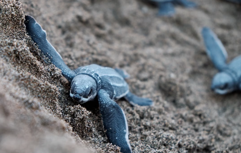 Le sanctuaire d’Acandí renforce la protection des tortues luth