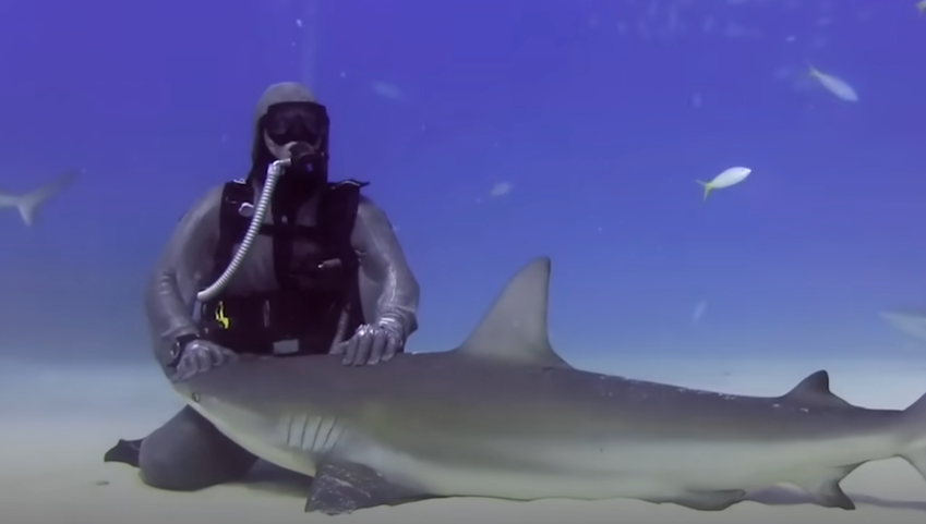 Cristina Zenato retire les hameçons coincés dans la bouche des requins