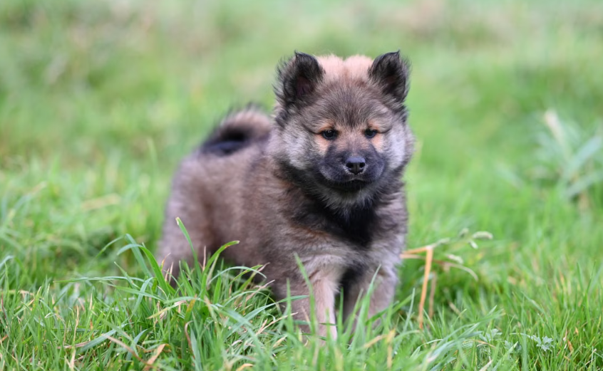 10 États interdisent la vente de chiots issus d’élevages intensifs en animalerie