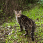 Mozart, chat de 18 ans perdu depuis 17 ans, a retrouvé sa famille grâce à des bénévoles mobilisés après les incendies de Lège-Cap-Ferret.