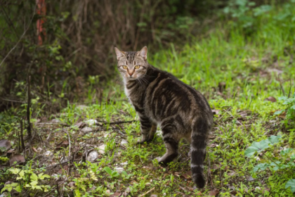 Mozart, chat de 18 ans perdu depuis 17 ans, a retrouvé sa famille grâce à des bénévoles mobilisés après les incendies de Lège-Cap-Ferret.