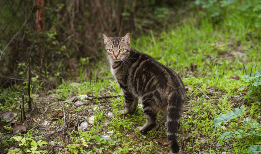 Mozart, chat de 18 ans perdu depuis 17 ans, a retrouvé sa famille grâce à des bénévoles mobilisés après les incendies de Lège-Cap-Ferret.