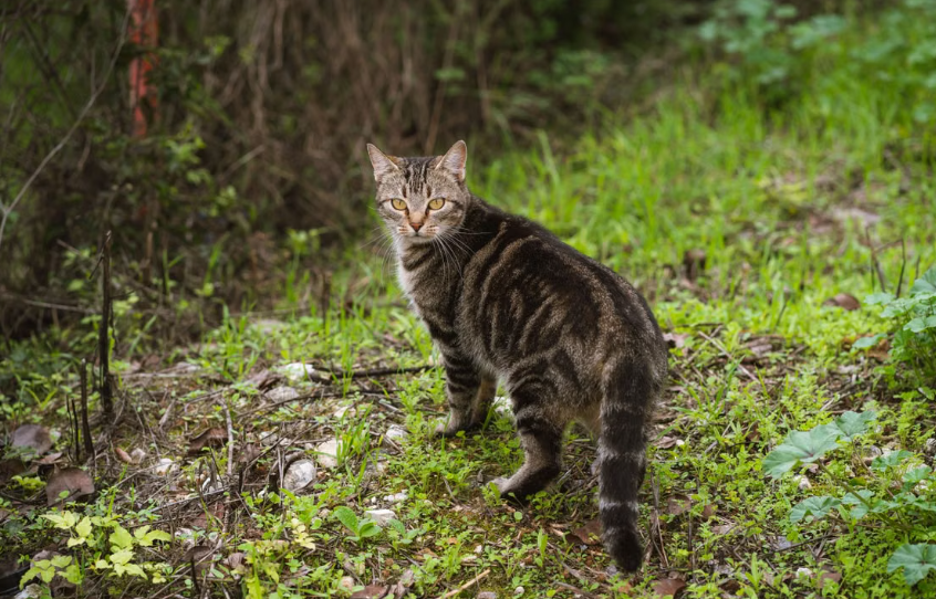 Mozart, chat de 18 ans perdu depuis 17 ans, a retrouvé sa famille grâce à des bénévoles mobilisés après les incendies de Lège-Cap-Ferret.