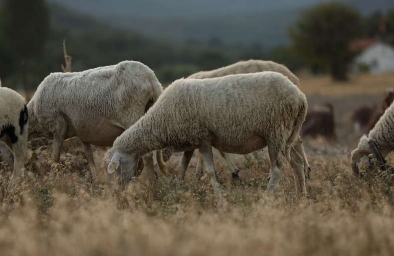 En Espagne, l’agriculture régénératrice aide à prévenir les incendies