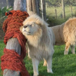 Quatre lions âgés ont échappé à l’euthanasie en Nouvelle-Zélande grâce à une mobilisation exceptionnelle