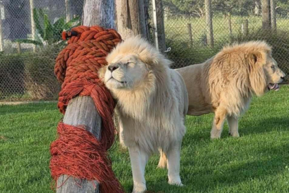 Quatre lions âgés ont échappé à l’euthanasie en Nouvelle-Zélande grâce à une mobilisation exceptionnelle
