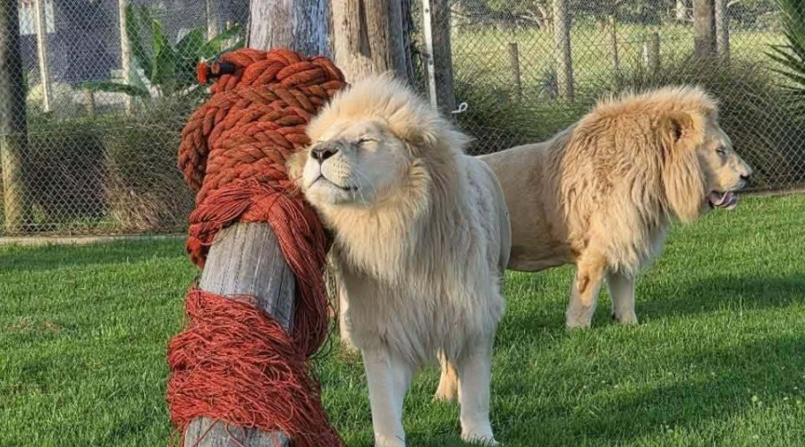 Quatre lions âgés ont échappé à l’euthanasie en Nouvelle-Zélande grâce à une mobilisation exceptionnelle