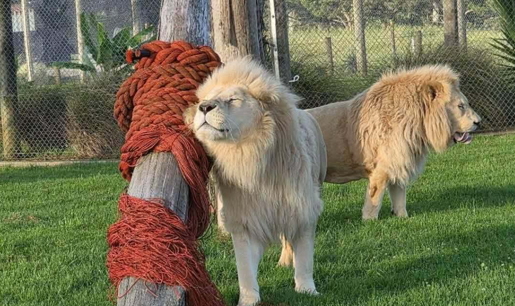 Quatre lions âgés ont échappé à l’euthanasie en Nouvelle-Zélande grâce à une mobilisation exceptionnelle