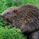 Des castors nés à l’état sauvage ont été observés à Glen Affric