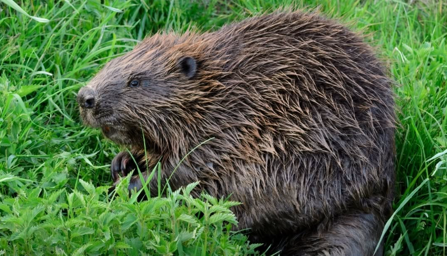 Des castors nés à l’état sauvage ont été observés à Glen Affric