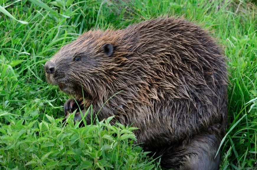Des castors nés à l’état sauvage ont été observés à Glen Affric