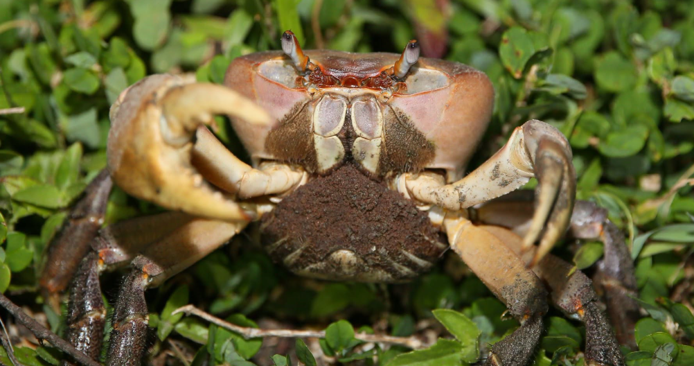 Grâce à des passages sécurisés, plus de 10 000 crabes migrateurs ont été observés à Taïwan