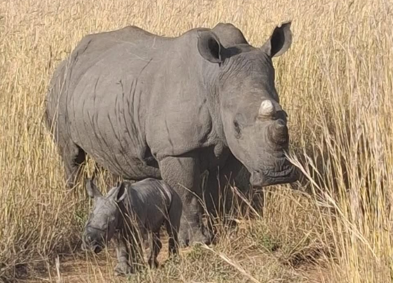 Six rhinocéros orphelins sauvés du braconnage en Afrique du Sud ont donné naissance à des petits