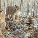 Une femelle couguar et ses trois petits ont été observés au Minnesota