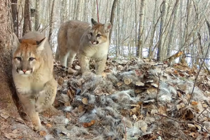 Une femelle couguar et ses trois petits ont été observés au Minnesota
