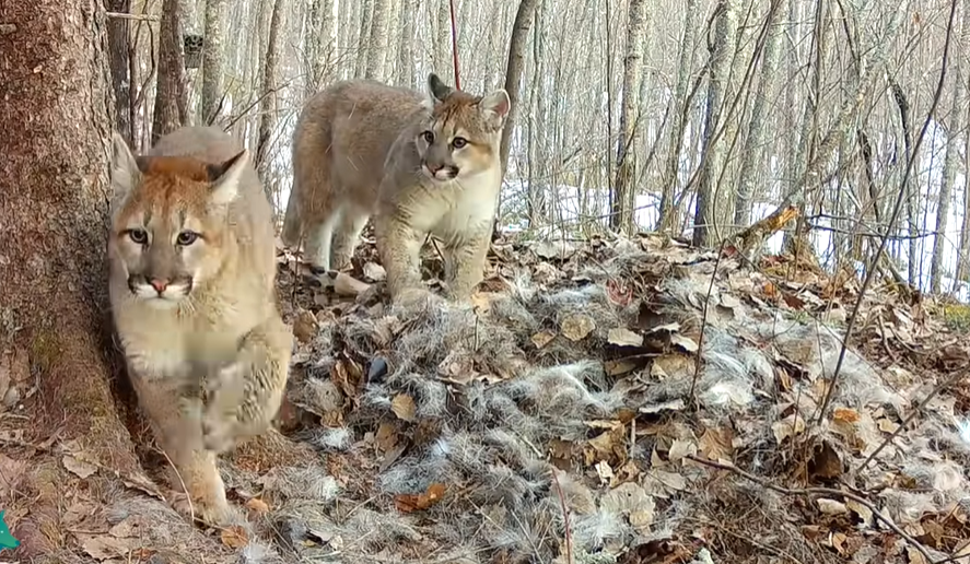 Une femelle couguar et ses trois petits ont été observés au Minnesota