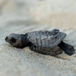 une mobilisation citoyenne permet à des centaines de bébés tortues olivâtres de voir le jour