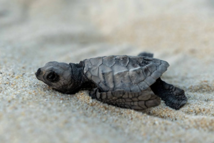 une mobilisation citoyenne permet à des centaines de bébés tortues olivâtres de voir le jour