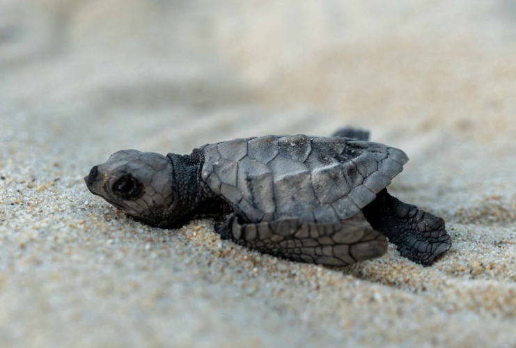 une mobilisation citoyenne permet à des centaines de bébés tortues olivâtres de voir le jour