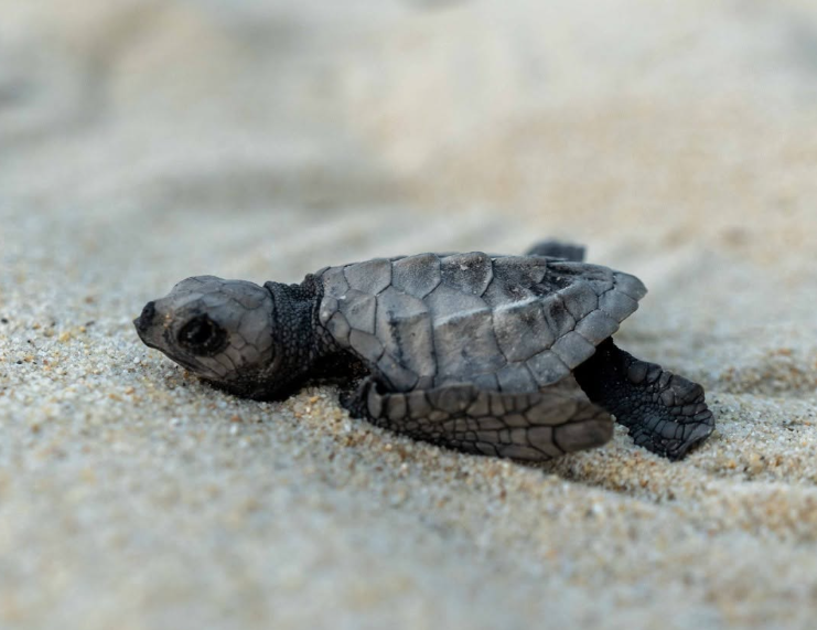 une mobilisation citoyenne permet à des centaines de bébés tortues olivâtres de voir le jour