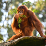 À Bornéo, Kalaweit lutte contre la déforestation afin de sauver les orangs-outans.