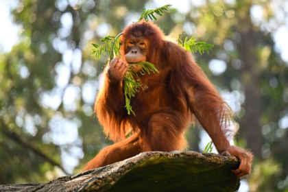 À Bornéo, Kalaweit lutte contre la déforestation afin de sauver les orangs-outans.