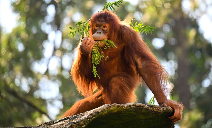 À Bornéo, Kalaweit lutte contre la déforestation afin de sauver les orangs-outans.