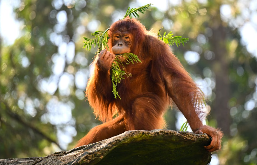 À Bornéo, Kalaweit lutte contre la déforestation afin de sauver les orangs-outans.