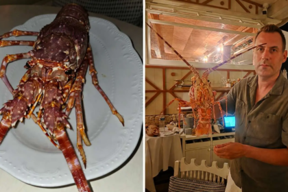 Stéphane Lamart a dépensé 300 € pour sauver une langouste vivante et la relâcher en Méditerranée.
