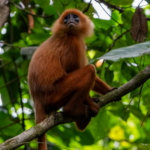 Sept langurs dorés menacés ont été sauvés du trafic d’animaux en Inde