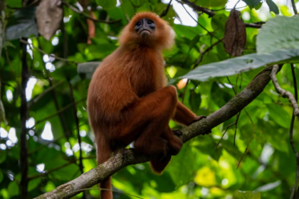 Sept langurs dorés menacés ont été sauvés du trafic d’animaux en Inde