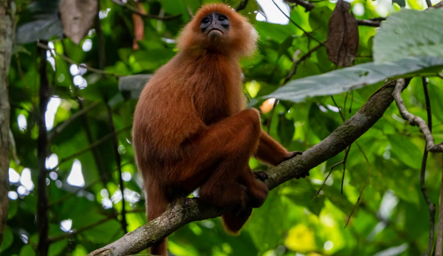 Sept langurs dorés menacés ont été sauvés du trafic d’animaux en Inde