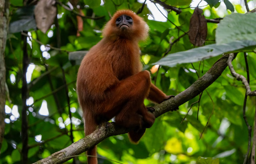 Sept langurs dorés menacés ont été sauvés du trafic d’animaux en Inde