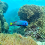 Aux Maldives, une campagne citoyenne a permis l’interdiction de la pêche aux poissons-perroquets