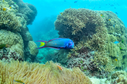 Aux Maldives, une campagne citoyenne a permis l’interdiction de la pêche aux poissons-perroquets