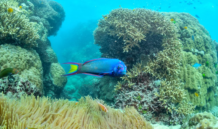 Aux Maldives, une campagne citoyenne a permis l’interdiction de la pêche aux poissons-perroquets