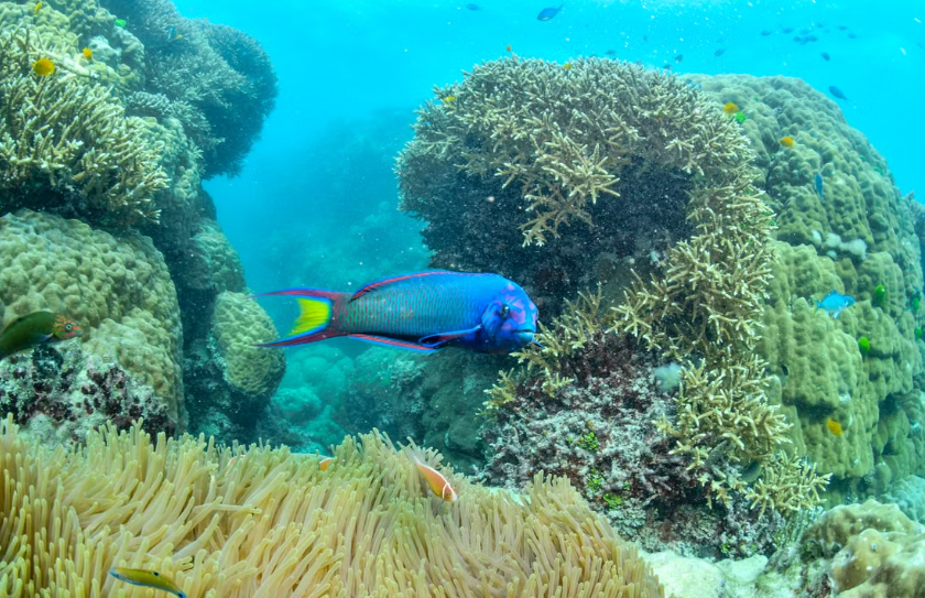 Aux Maldives, une campagne citoyenne a permis l’interdiction de la pêche aux poissons-perroquets