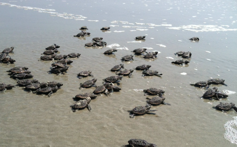 Les tortues caouannes battent un record de nidification en Géorgie avec plus de 4 110 nids recensés