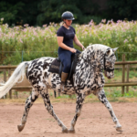 Ce cheval aveugle pourrait devenir le premier à concourir en dressage de haut niveau