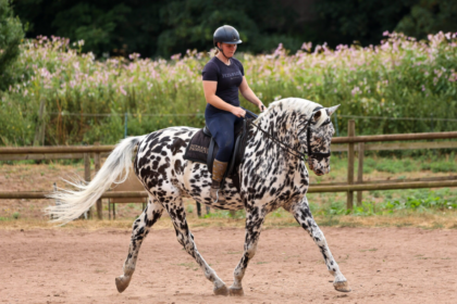 Ce cheval aveugle pourrait devenir le premier à concourir en dressage de haut niveau