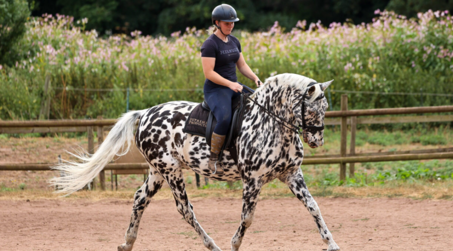 Ce cheval aveugle pourrait devenir le premier à concourir en dressage de haut niveau