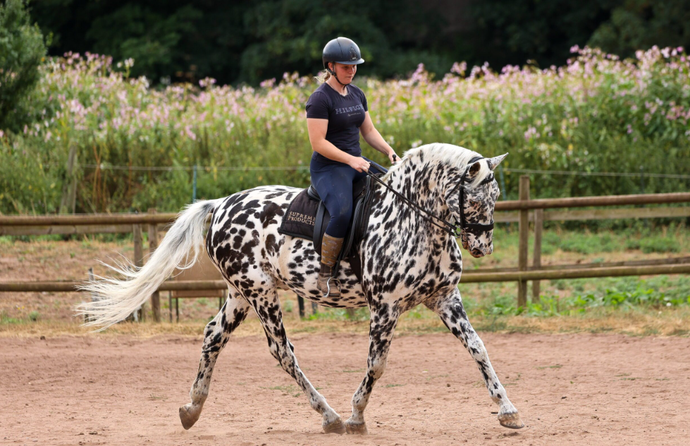 Ce cheval aveugle pourrait devenir le premier à concourir en dressage de haut niveau