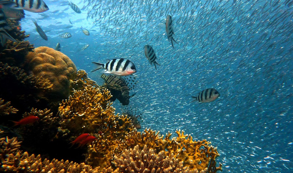 La Grande Barrière de corail montre des signes encourageants de rétablissement