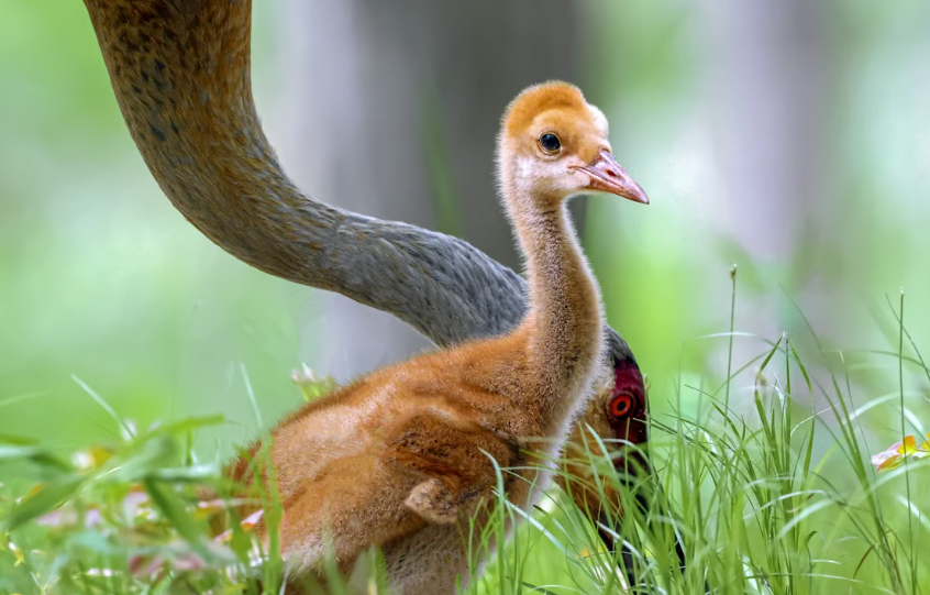 naissance d’un poussin de grue dans la réserve de Ham Wall, en Angleterre