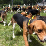 Les 155 derniers beagles de Ridglan Farms ont été sauvés