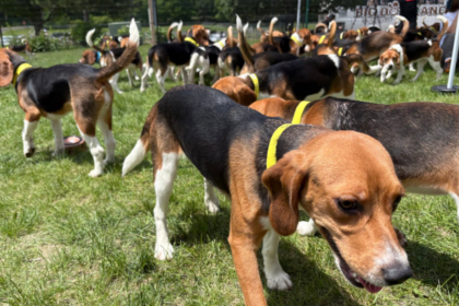 Les 155 derniers beagles de Ridglan Farms ont été sauvés