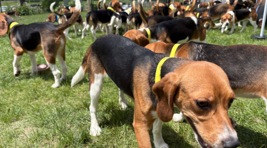 Les 155 derniers beagles de Ridglan Farms ont été sauvés